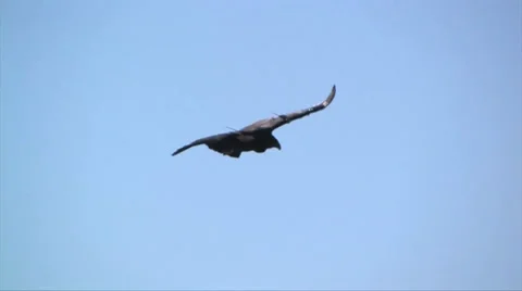 Close up view of a California Condor flying Stock Footage