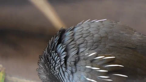 Close view of california quail Stock Footage 275514432