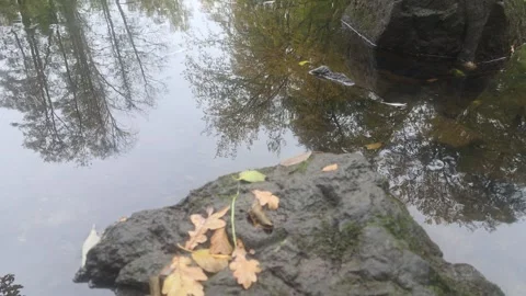 Close View Of Calm River With Fallen Autumn Leaves Resting On Rock Stock Footage 348068654