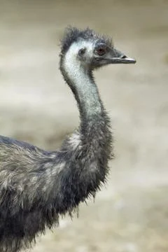 Close-up view of a camel bird Stock Photos