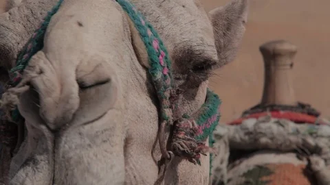 Close view of a camel eating Video stock 90925989