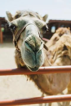 Close view of a camel at a farm during daytime showing its face and mouth a.. Stock Photos