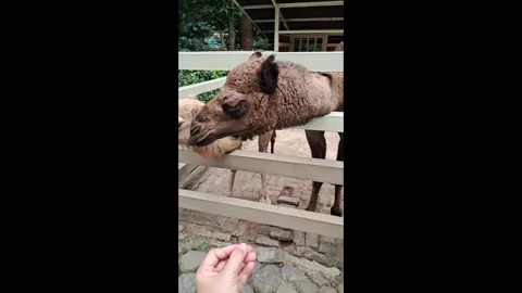 Close Up View of Camel Feeding Interaction at Zoo Stock Footage 339611737