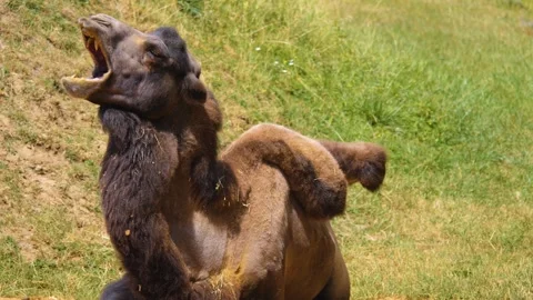 Close view a camel Stock Footage 253343051