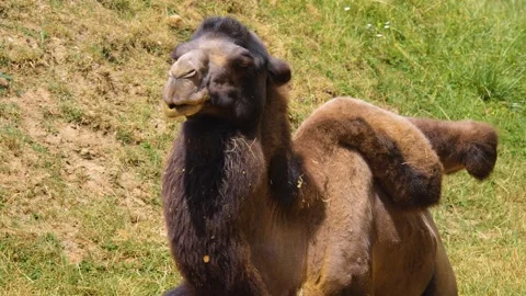 Close view of a camel Stock Footage 253495301
