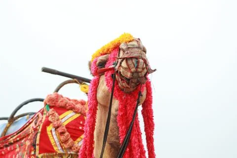 Close up view of a camel Stock Photos
