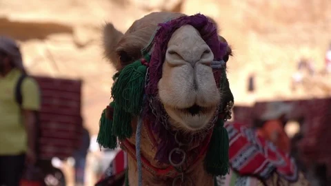 Close up view of camel resting in front of Petra treasury, Jordan Stock Footage 119172186