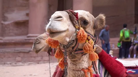 Close up view of camel resting in front of Petra treasury, Jordan Video stock 119172296