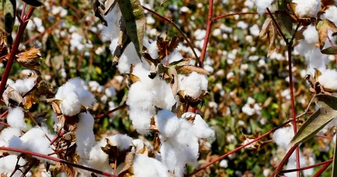 Close up view as a camera moves back in a field of cotton 스톡 동영상 116441683