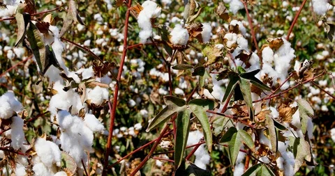 Close-up view as a camera moves at field of cotton Stock Footage 125330374