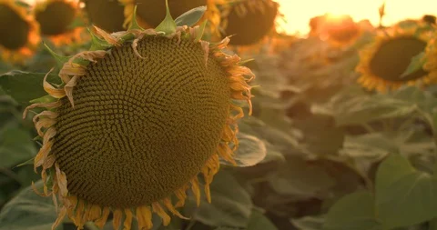 Close view at camera of sunflowers at sun dazzling in field Video stock 129421491