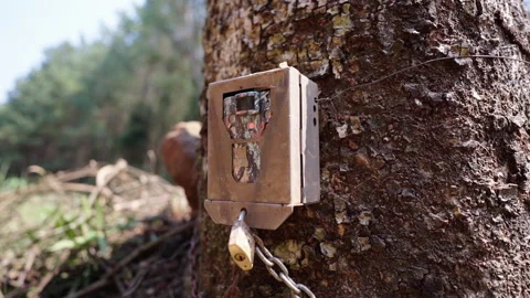 Close view of a camera trap for birds and animals on a tree. Stock Footage 302901319