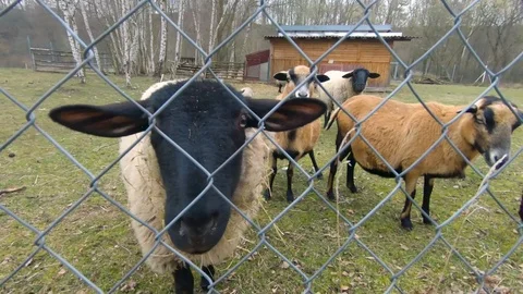 Close-up view of a Cameroon goat from straw. Stock Footage 107823006