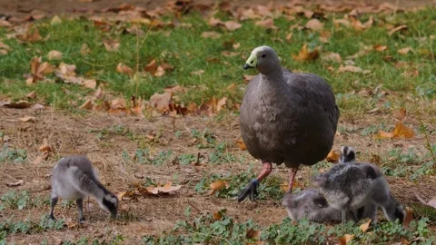 Close view of a cape Barren Goose Stock Footage 252642906