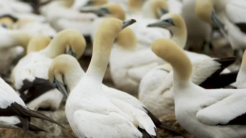 Close View of Cape Gannets Resting on Bird Island Algoa Bay Stock Footage 342870227