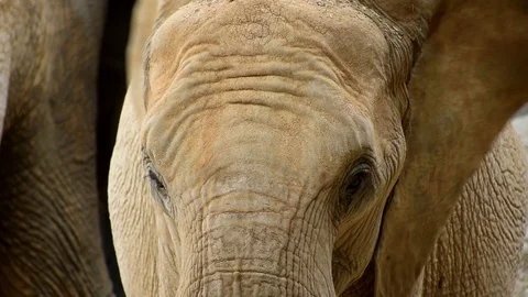 Close-up view of captive young elephant 動画素材 114964690