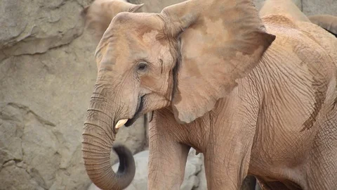 Close-up view of captive young elephant at the Zoo Vídeos de archivo 115935937