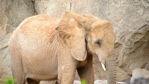 Close-up view of captive young elephant at the Zoo Video stock 115935945