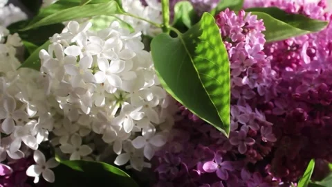 A close-up view captures delicate lilac and white flowers thriving in a sun-lit Stock Footage 292755968