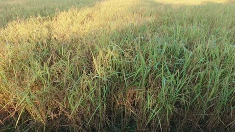 A close-up view captures the essence of a field of grain Stock Footage 321960908
