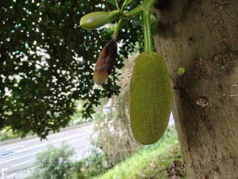 A close-up view captures a green, spiky young jackfruit hanging Stock Photos