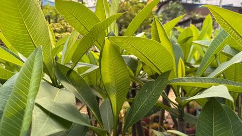 A close up view captures the radiant bright green leaves of a frangipani plan Foto stock