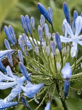 Close-up view capturing the delicate details of Agapanthus Blue Storm flowers Stock Photos