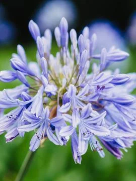 Close-up view capturing the delicate details of Agapanthus Blue Storm flowers Fotos de archivo