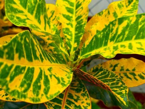 Close view capturing unique and vibrant green and golden yellow color variati Foto stock