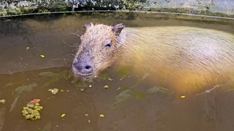 Close-up view of a capybara bathing in a pond. 4K 库存影片 328428111