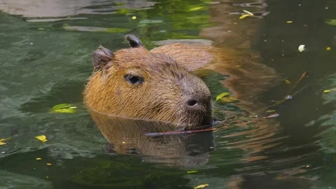 Close view of a Capybara Video stock 253409477