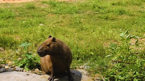 Close view of a Capybara  Stock Footage 253532417