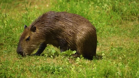 Close view of a Capybara Stock Footage 254121974