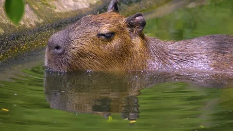Close view of a Capybara Stock Footage 254122057