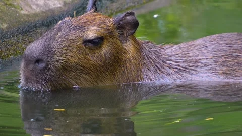 Close view of a Capybara Stock-Footage 254122148