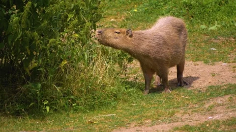 Close view of a Capybara Stock Footage 254122383