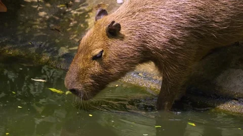 Close view of a Capybara Stock Footage 254122479