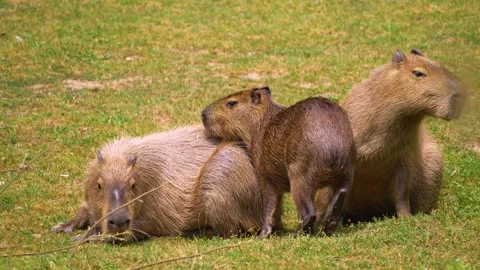 Close view of a Capybara Stock Footage 254122533