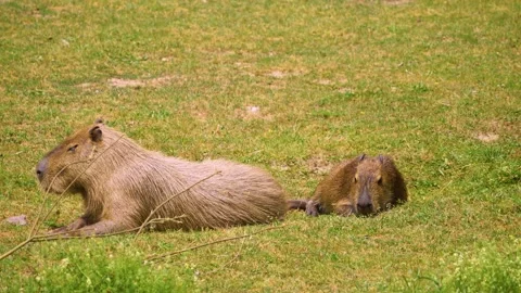 Close view of a Capybara Stock Footage 254122732