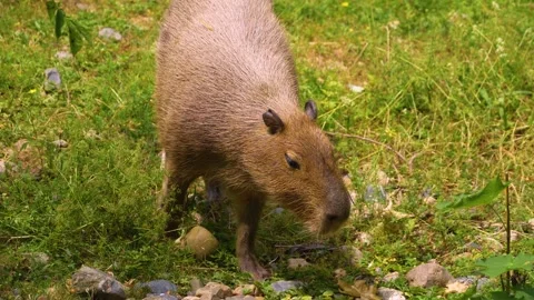 Close view of a Capybara Stock Footage 254123002