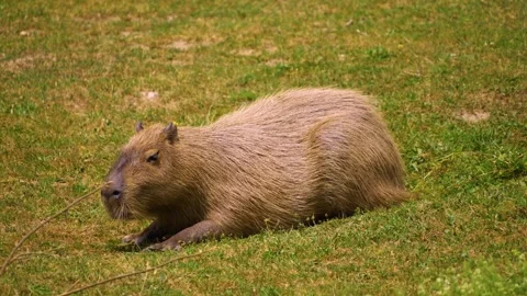 Close view of a Capybara Stock Footage 254123275