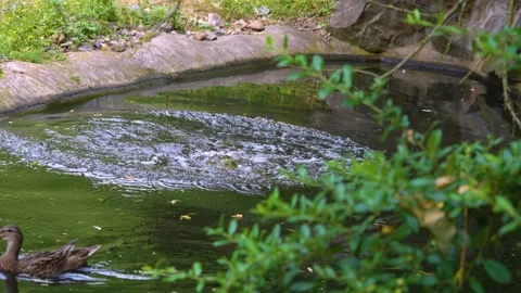Close view of a Capybara Stock Footage 254123343