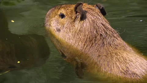 Close view of a Capybara Stock Footage 254123600