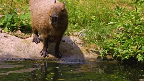Close view of a Capybara Stock Footage 254123815