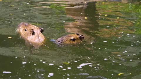 Close view of a Capybara Stock Footage 254123924