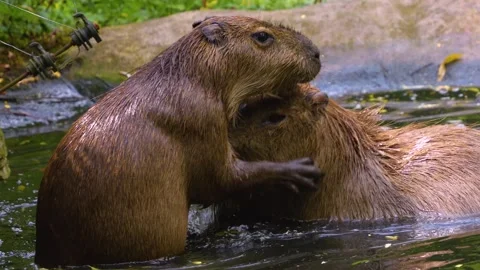 Close view of a Capybara Stock Footage 254124041