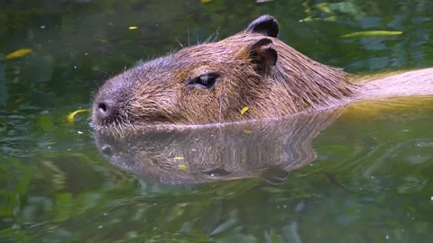 Close view of a Capybara Stock Footage 254132336