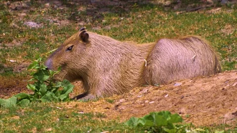Close view of a Capybara Video stock 254285755