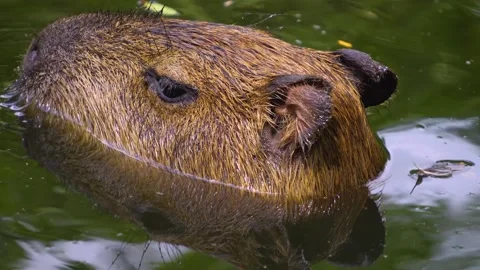 Close view of a Capybara Video stock 254290145