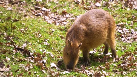 Close view of a Capybara Stock Footage 270868798
